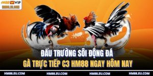 Đá gà trực tiếp C3 HM88