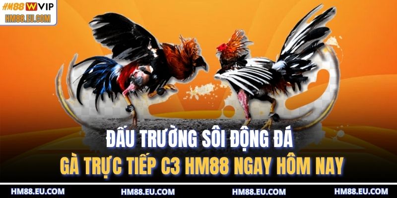 Đá gà trực tiếp C3 HM88