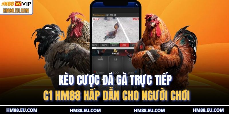 Đá gà trực tiếp C1 HM88