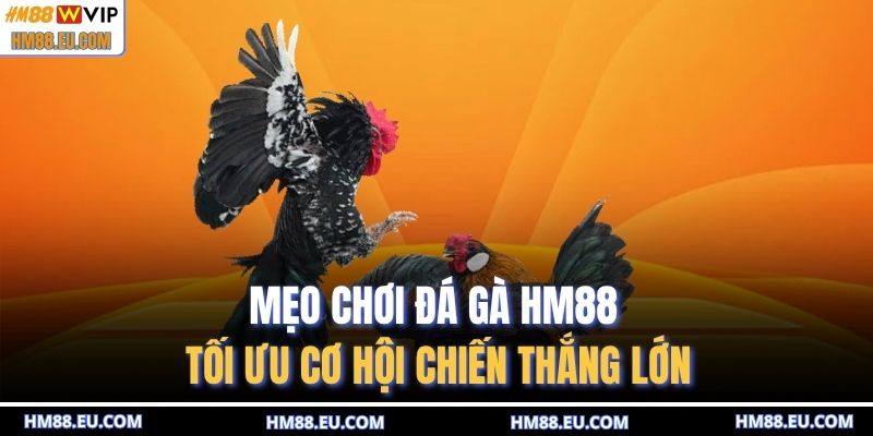 Mẹo chơi đá gà HM88 tối ưu cơ hội chiến thắng lớn