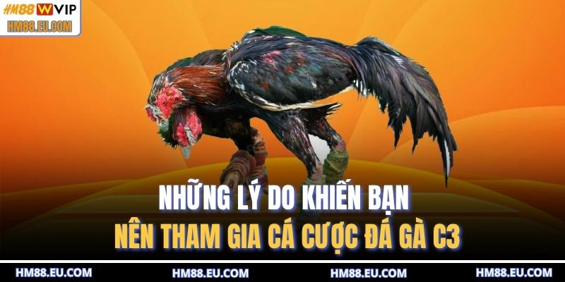 Những lý do khiến bạn nên tham gia cá cược đá gà C3