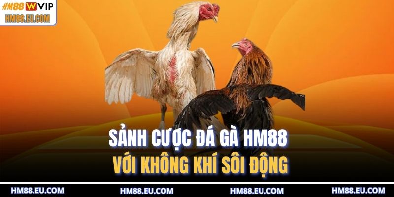 Sảnh cược đá gà HM88 với không khí sôi động