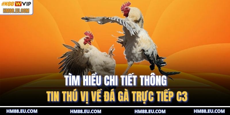 Tìm hiểu chi tiết thông tin thú vị về đá gà trực tiếp c3