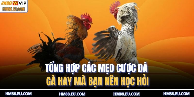 Tổng hợp các mẹo cược đá gà hay mà bạn nên học hỏi